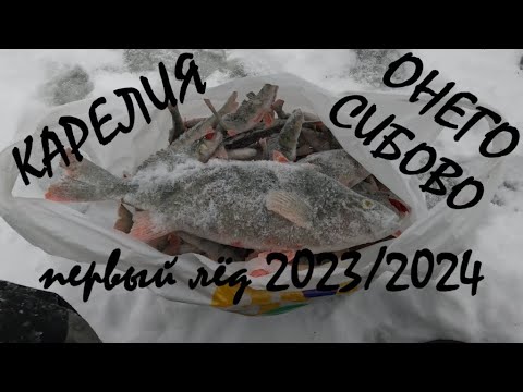 Видео: ПЕРВЫЙ ЛЁД 2023/2024.Рыбалка в КАРЕЛИИ.ОНЕГО.СИБОВО.Рыба есть!