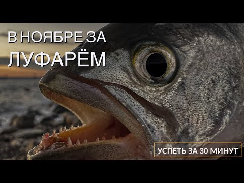 Видео: Ловля луфаря поздней осенью. Рыбалка на Черном море. Сочи