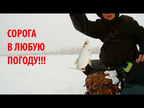 Видео: КАК ЛОВИТЬ ПЛОТВУ ВСЕГДА! Даже в бесклевье и на запресованных водоемах.