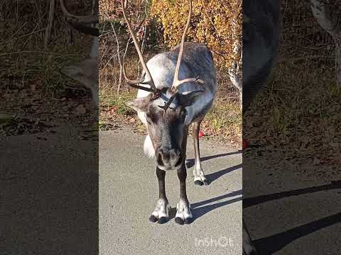 Видео: Северный олень.