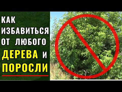 Видео: Как быстро и навсегда избавиться от любого дерева и поросли.
