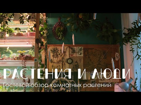 Видео: Растения и люди: коллекция суккулентов, каудексных растений, хойи и флорариумы.