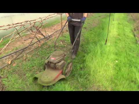 Видео: Дневник виноградаря - 3. Первый укос в теплице.