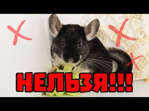 Видео: Что нельзя шиншилле?