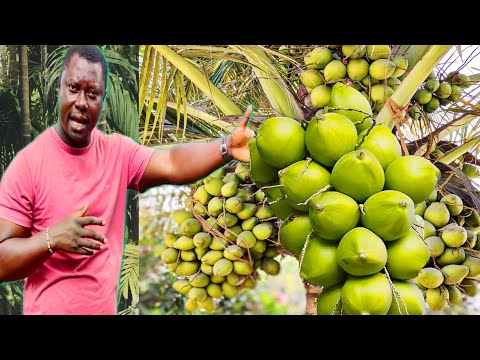 Видео: КАК ВЫРАСТИТЬ КОКОСОВУЮ ПЛАНТАЦИЮ НА МИЛЛИОН ДОЛЛАРОВ || ПОДРОБНАЯ ИНФОРМАЦИЯ О ПОСАДКЕ КОКОСОВ