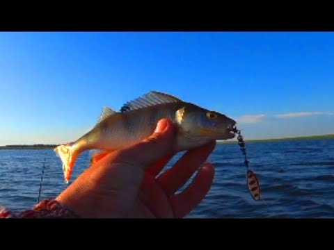 Видео: Вертушка спасла рыбалку. Ловля окуня на вертушки.