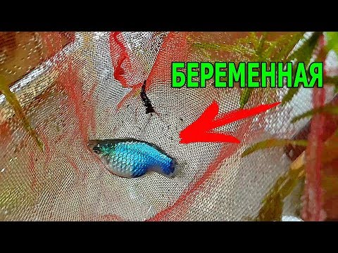 Видео: Квадратную пецилию в нерестовик