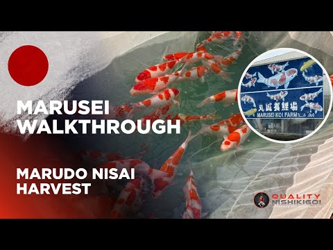 Видео: ПРОХОЖДЕНИЕ МАРУСЕЙ!! УНИЧТОЖЬТЕ УРОЖАЙ НИСАЙ!