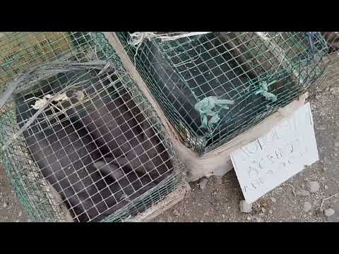 Видео: Ярмарка виставка м. Погребище 20.07.2025