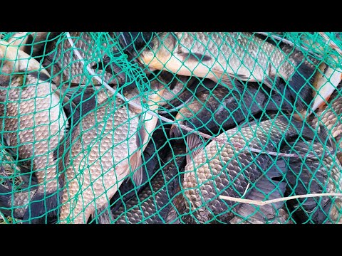 Видео: 17 мая 2025 г. Костанайская область ,Федоровский район , Банновка рыбалка