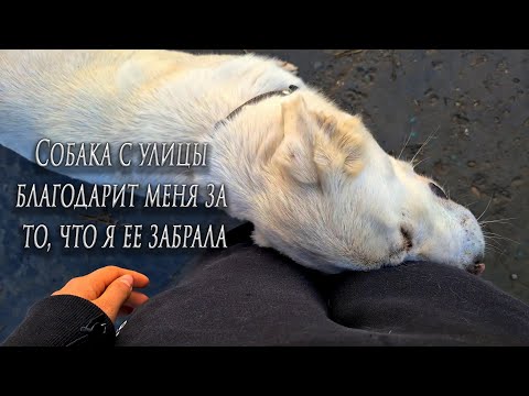 Видео: Везем Леди в клинику день третий. Цаца заболела Кольцирозом, как такое могло произойти?
