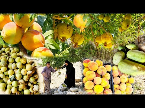 Видео: Удивительные секреты кочевой жизни и сбора диких растений и растений | Гранаты, персики и горный ин