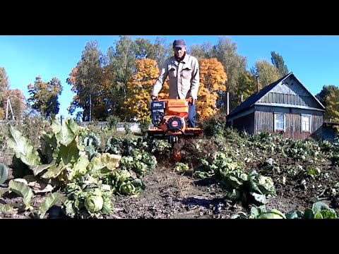 Видео: Мотоблок шинкует капусту