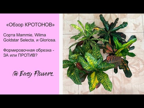 Видео: КРОТОН - плюсы ФОРМИРОВОЧНОЙ ОБРЕЗКИ. Обзор кротонов Mammie,  Goldstar Selecta, Wilma и Gloriosa.