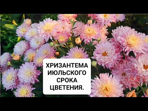 Видео: ХРИЗАНТЕМА ИЮЛЬСКОГО СРОКА ЦВЕТЕНИЯ. ОТЛИЧНЫЕ СОРТА ДЛЯ СЕВЕРНЫХ РЕГИОНОВ.