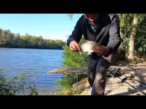 Видео: Всё, поймал я карася. #fishing #рыбалка