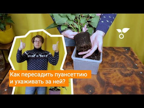 Видео: Как пересадить пуансеттию и ухаживать за ней?