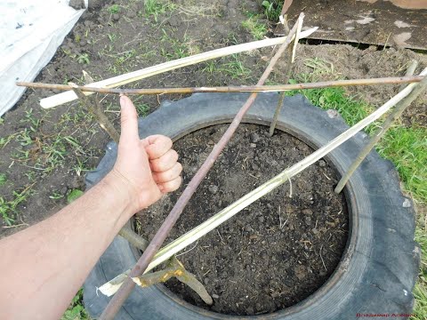 Видео: Сделайте ЭТО ДЛЯ ОГУРЦОВ! Урожай будет ГИГАНТСКИЙ!