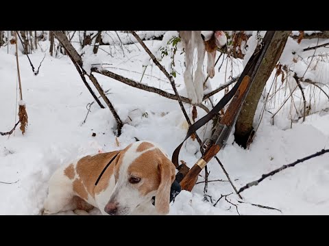 Видео: Охота на зайца 🐰 с гончей
