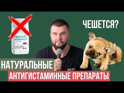 Видео: Как остановить зуд и расчесывание у собаки?