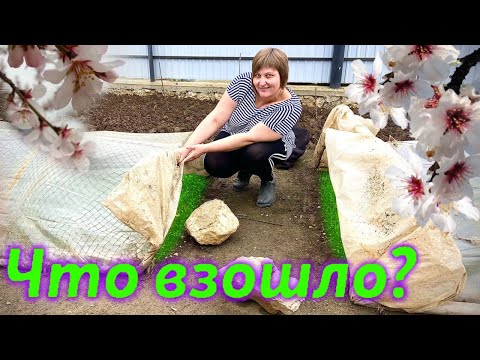 Видео: Что же взошло у нас в парниках? Выращивание ялтинского лука