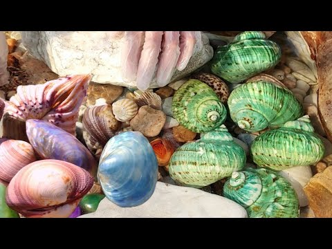 Видео: Зеленые улитки собираются в стаи. Жемчуг выскользнул из их тел