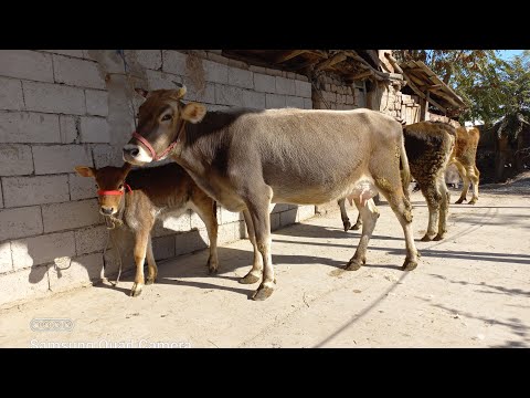 Видео: АКСИЯИ ИДОНА ТЕЗБИГИ 904580010. 6 ноября 2025 г.