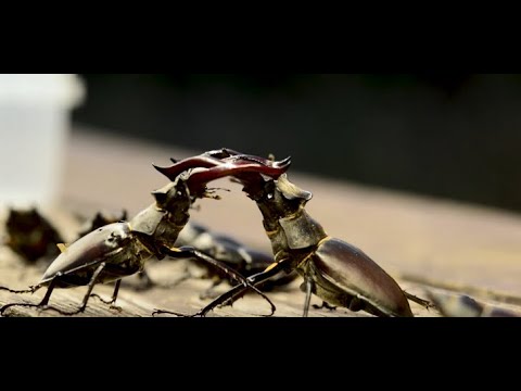 Видео: Ведро оленей. Нескучная жизнь.