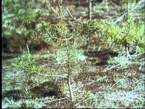 Видео: 1 Вредители сосновых молодняков