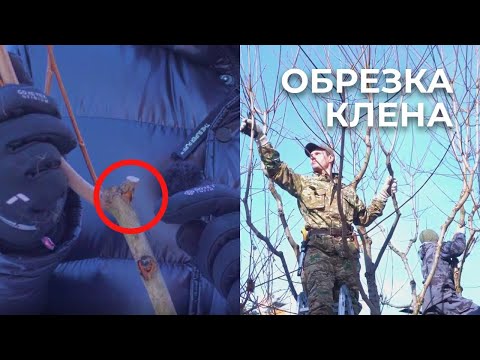 Видео: ОБРЕЗКА КЛЕНА. Санитарная стрижка и формирование кроны дерева