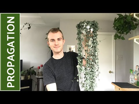 Видео: Как размножить церопегию (Ceropegia woodii)