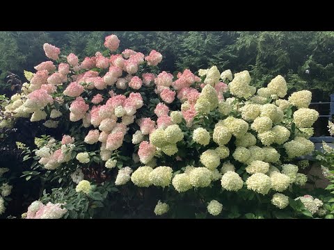 Видео: Гортензии. 20.08.2023.