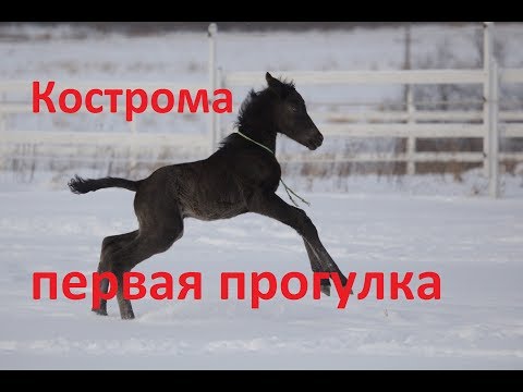 Видео: Поскакушки юной Костромы (Маквин-Кармен) клип