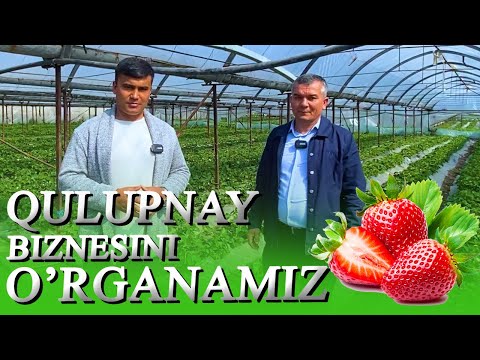 Видео: ҚУЛУПНАЙ БИЗНEСИНИ ЎРГАНАМИЗ