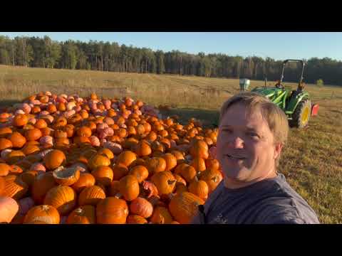 Видео: Все, что вам нужно знать о кормлении свиней тыквой.