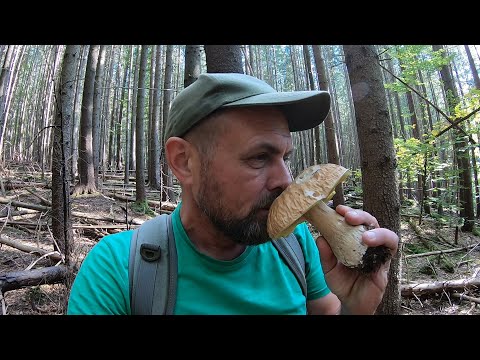 Видео: Трудові грибочки, ЗМІЯ охоронець!..По БІЛІ ГРИБИ в гори Карпат!