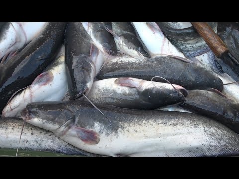 Видео: НАЧАЛО. НАШ ПЕРВЫЙ УЛОВ. РЫБА ЕСТЬ. РЫБАЛКА 2023 ОСЕНЬ