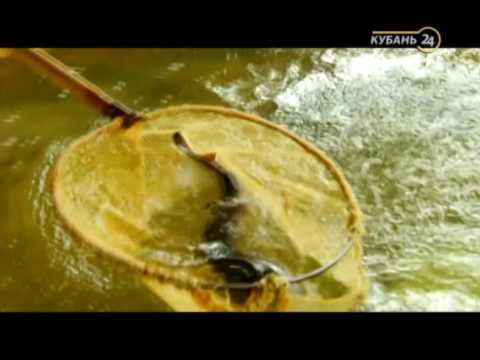 Видео: «Сельские истории». Осетр