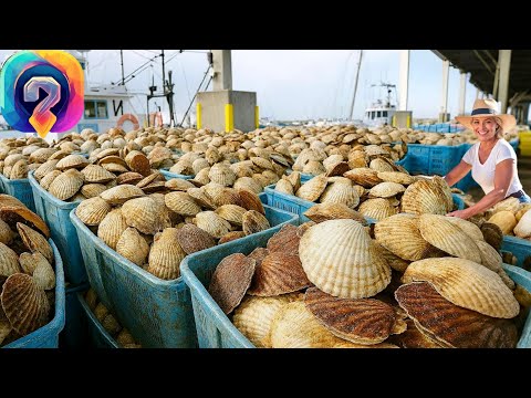 Видео: Как МИЛЛИОНЫ тонн Гребешка перерабатывают на фабрике - уникальные кадры производства.