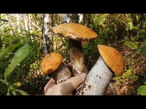Видео: Грибное вторжение
