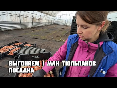 Видео: ТЮЛЬПАНЫ. Новый сезон.1 серия(Посадка)