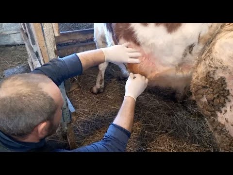 Видео: Как мы лечили абсцесс у коровы/Снова о Милке