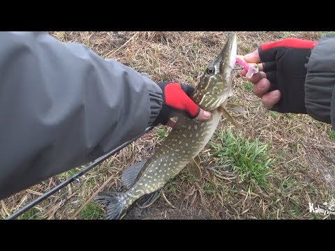 Видео: Последний выезд на озера перед ледоставом. Щука на джиг и твичинг.