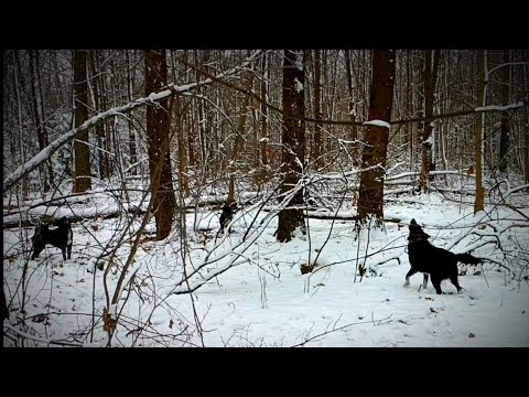 Видео: ОХОТА НА КУНИЦУ/ ПО ПЕРВОМУ СНЕГУ ЗА КУНИЦЕЙ/