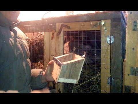 Видео: Делаю простейшую кроличью кормушку для зерна с регулировкой по высоте. Показываю и рассказываю.