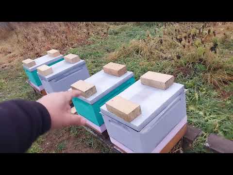 Видео: Результат обработки пчёл по клубу.
