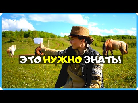 Видео: Что нужно знать и учитывать прежде чем купить лошадь