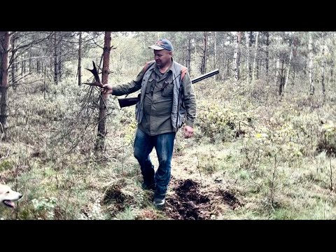 Видео: Охота как  есть! Волки на вабу!Лайки ушли за кабаном.След хозяина . Перехват собак .