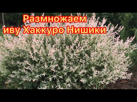 Видео: Ива Хаккуро Нишики укоренненная в воде не приживается?Добавьте щепотку земли.Корни ну очень быстро.