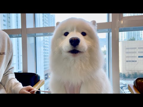 Видео: Я последовал за медицинским осмотром Моки, как я и хотел, но я только ждал весь день.